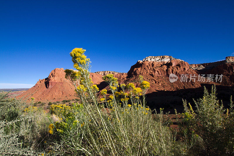 阿比丘，NM:红山崖和Chamisa/Rabbit Brush